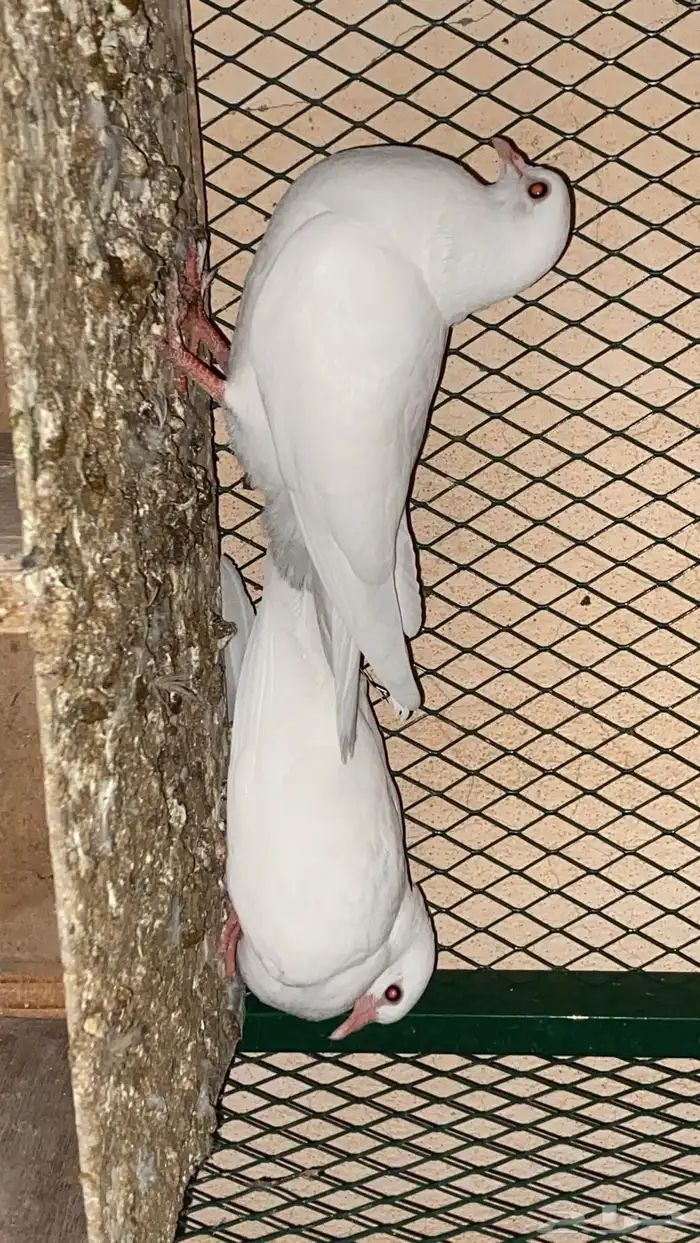 حمام صنعاوي 3