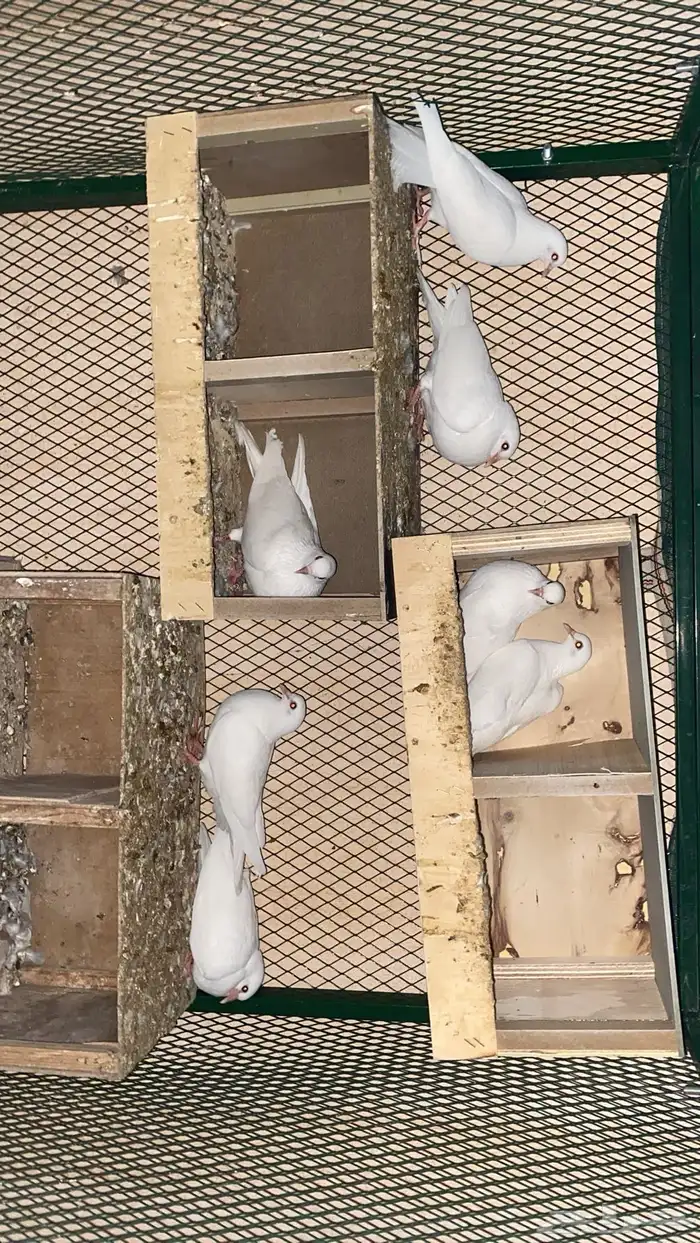 حمام صنعاوي 4