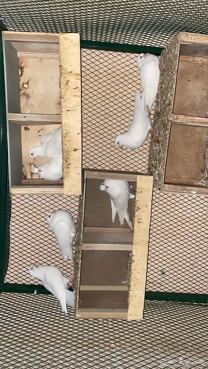 حمام صنعاوي 5