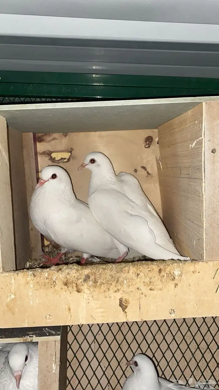 حمام صنعاوي 0