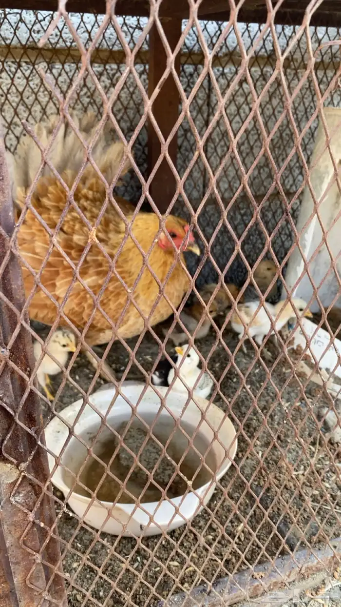 دجاجه مفرخه 1