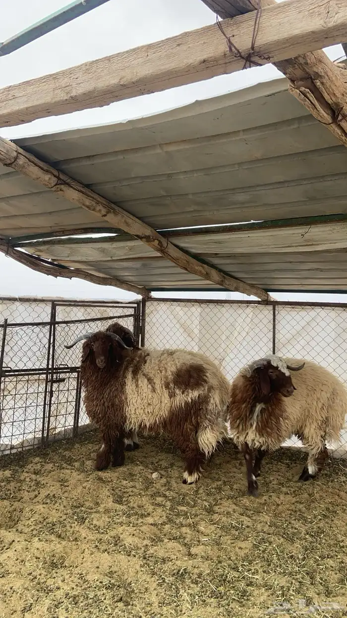 سلام عليكم ثلاث خرفان نعيمي العمر 10 1