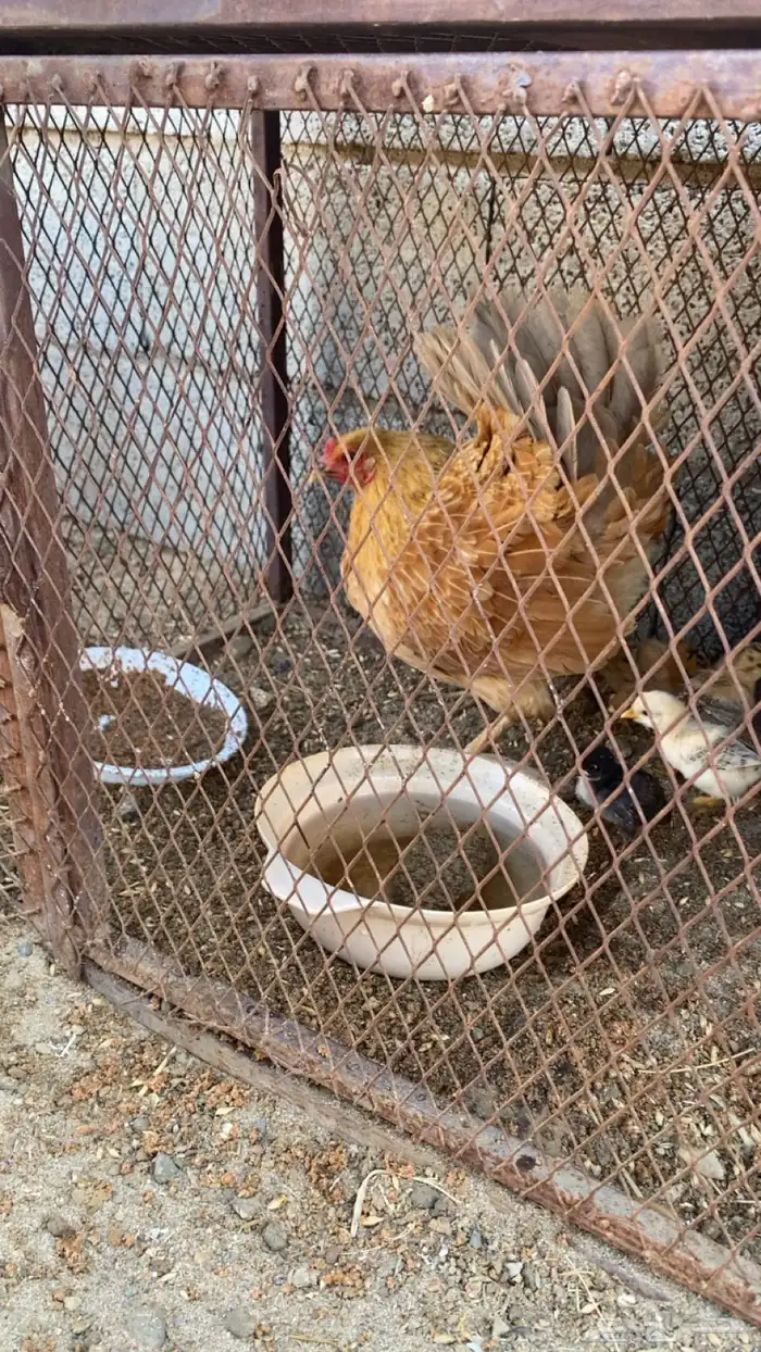 دجاجه مفرخه 2