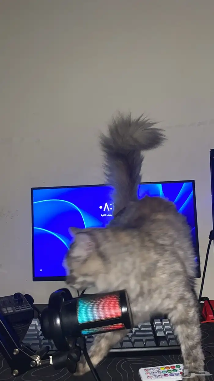 قط شيرازي للبيع مطعم 0