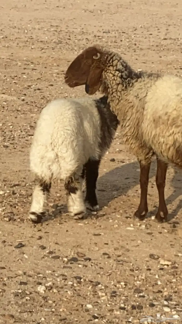 نعيمية مطفل 2