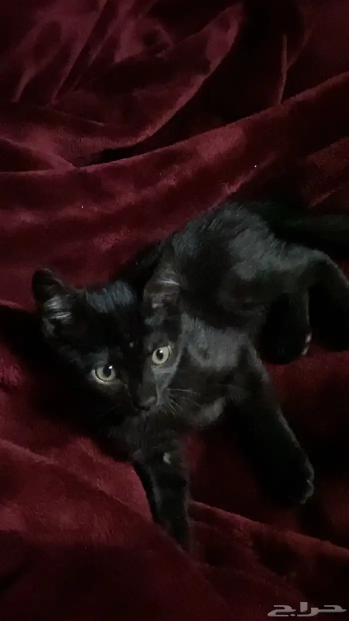 قطه ذكر للتبني 0