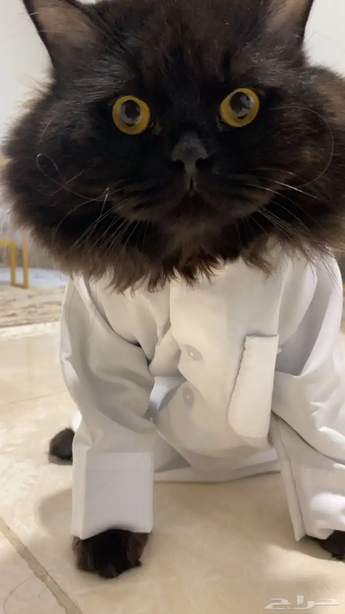 قط شيرازي لتبني 1