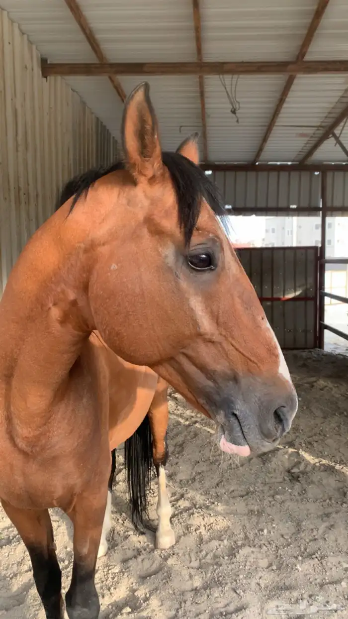 حصان كفو للبيع 1