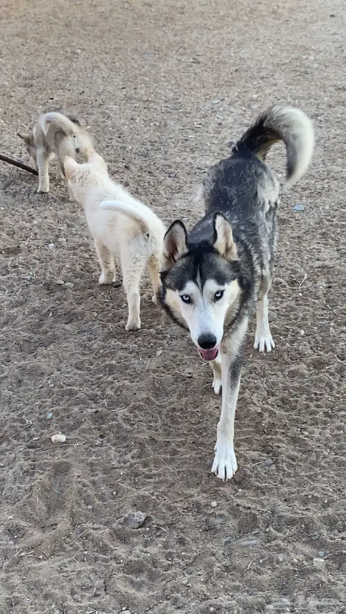 أنثى هاسكي 0