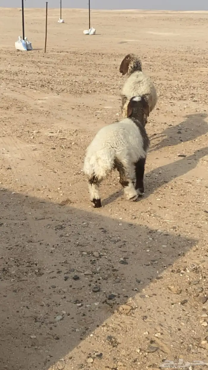 نعيمية مطفل 0