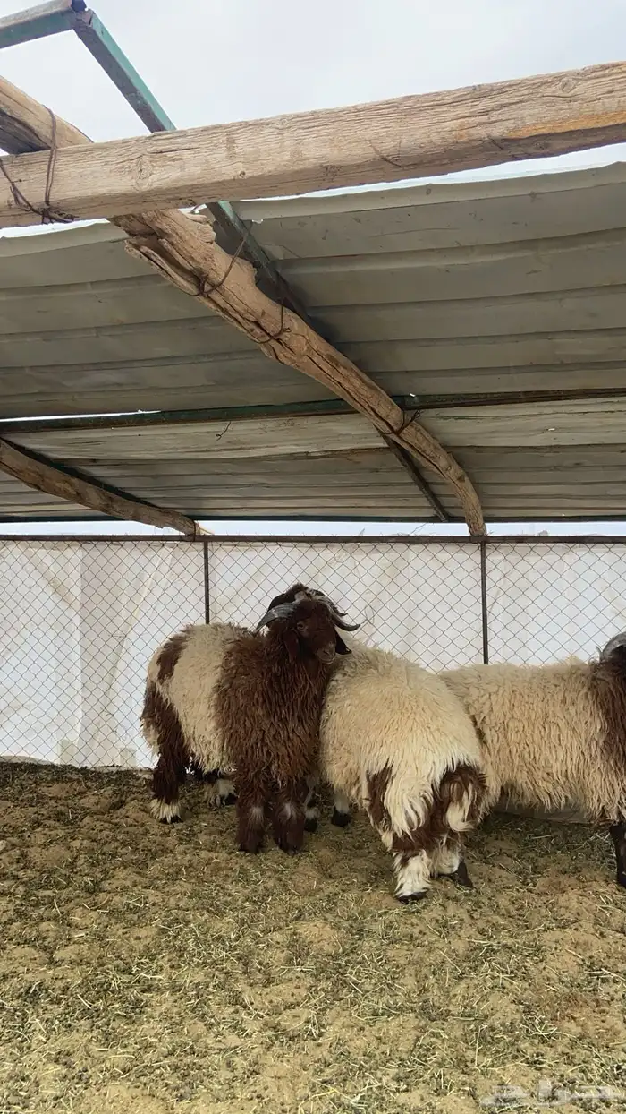 سلام عليكم ثلاث خرفان نعيمي العمر 10 0