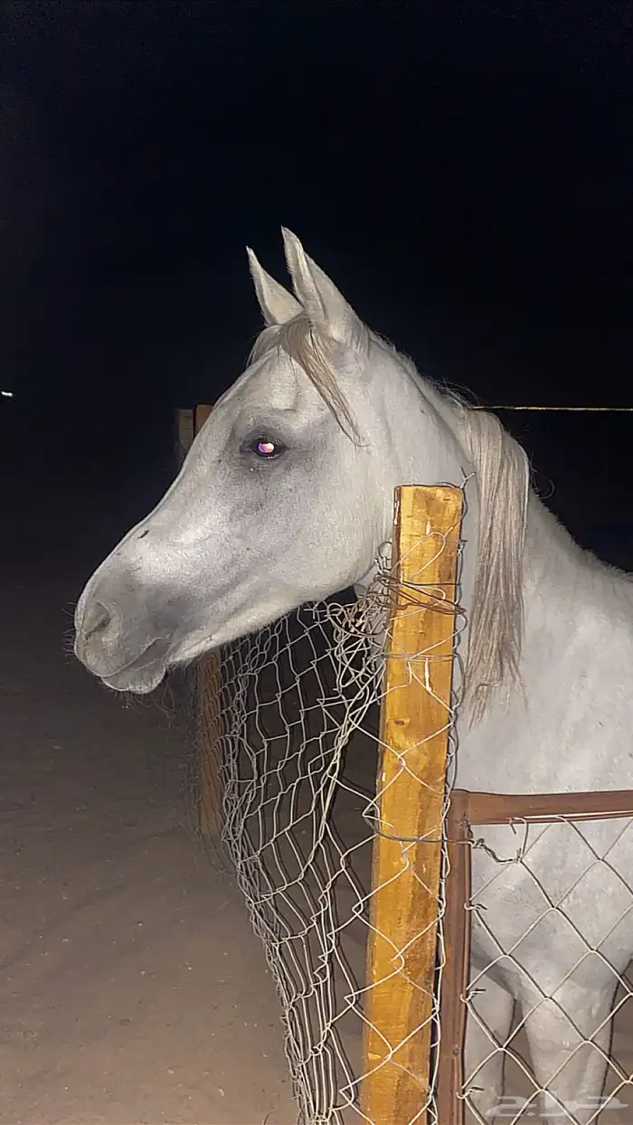 فرس شعبية شيخه 0