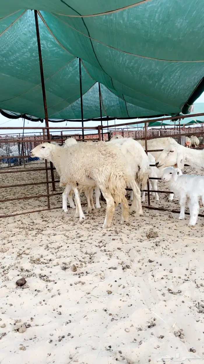 رغايث حريات طيبه 0