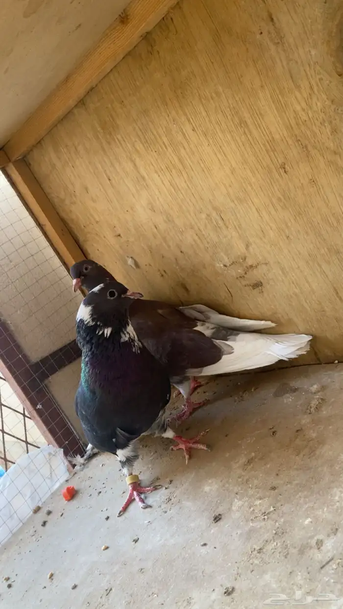 حمام قلابي شرط مع عياله 3