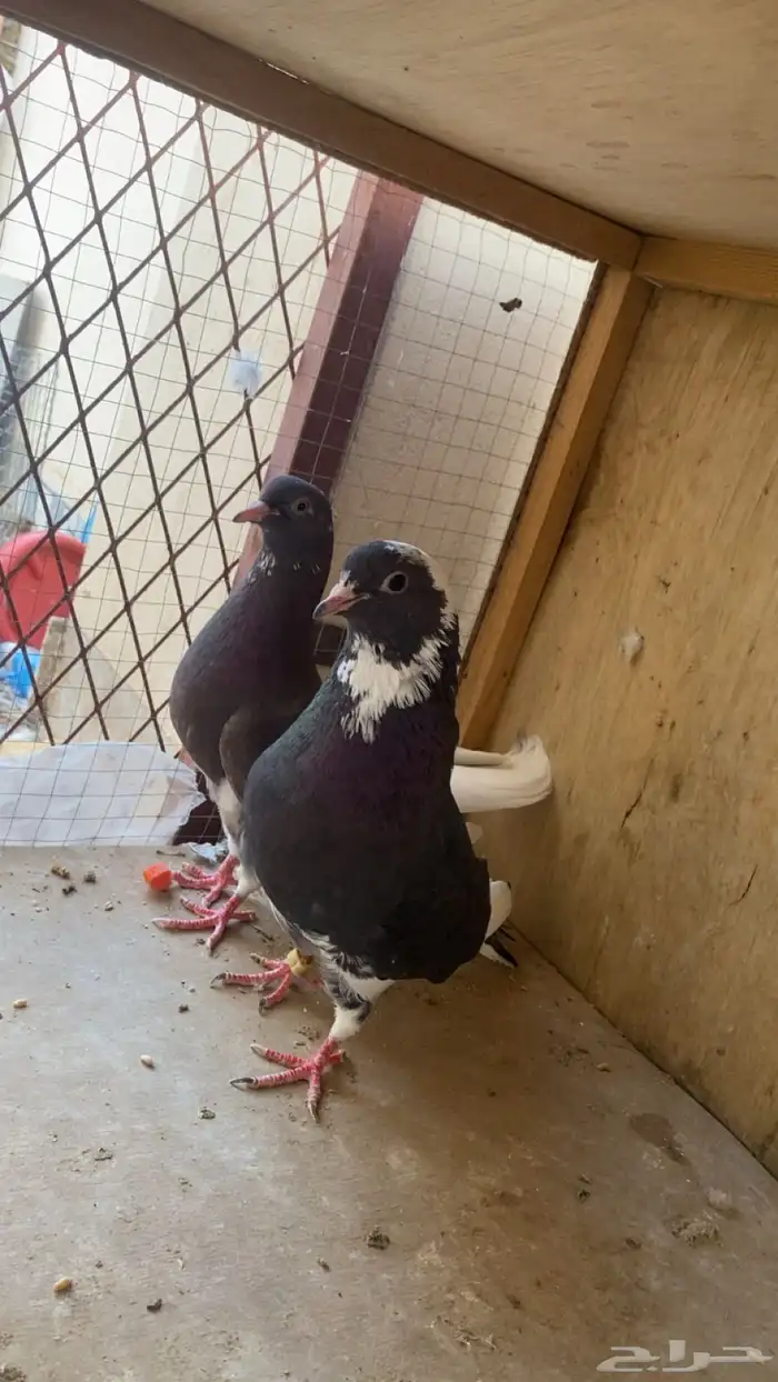 حمام قلابي شرط مع عياله 0