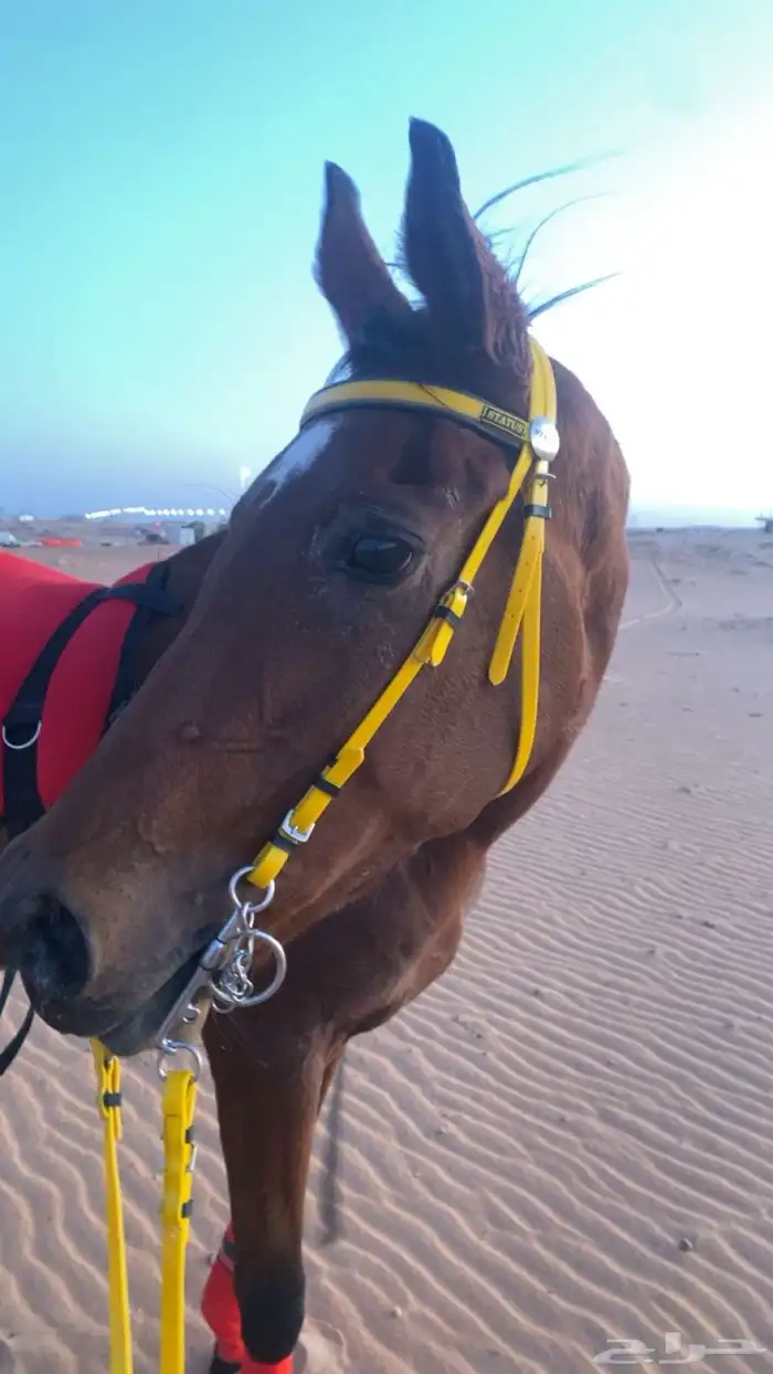 فرس كفو لقاح 1