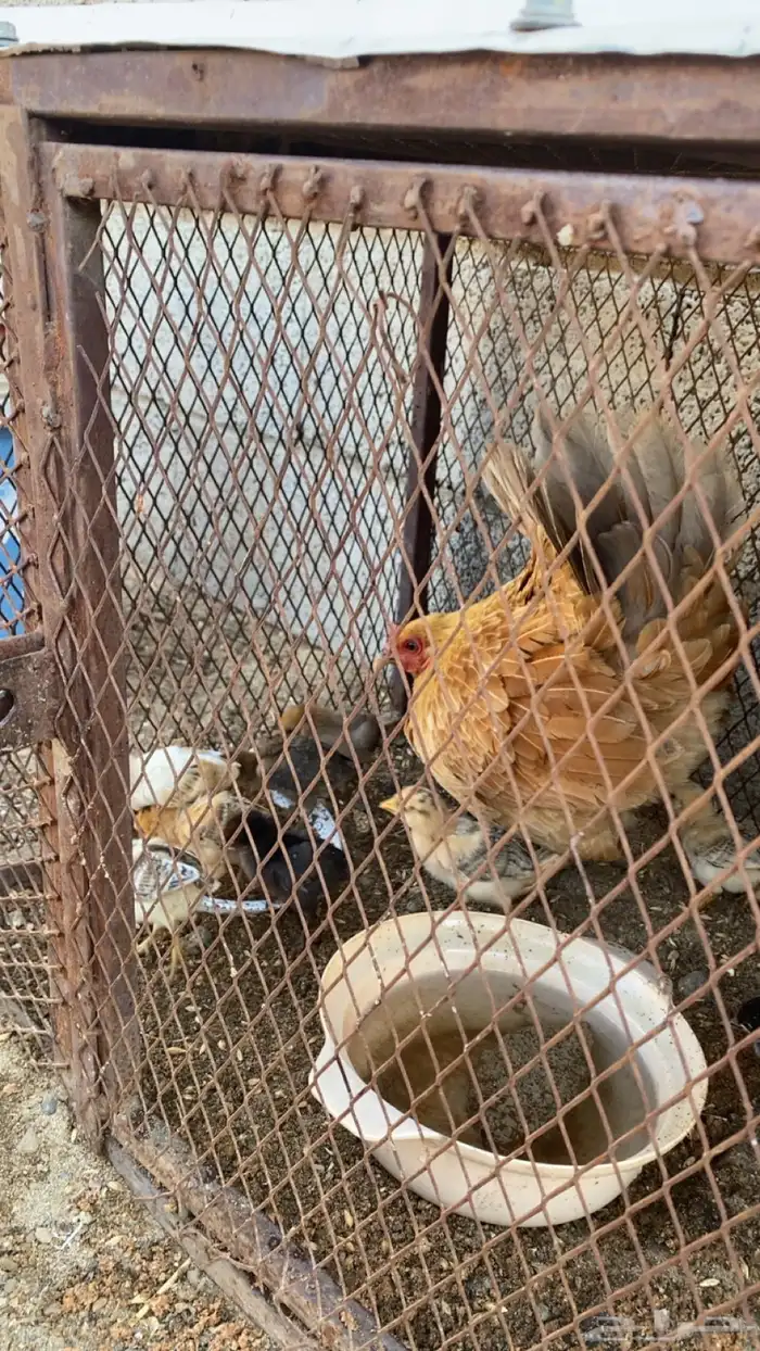 دجاجه مفرخه 0