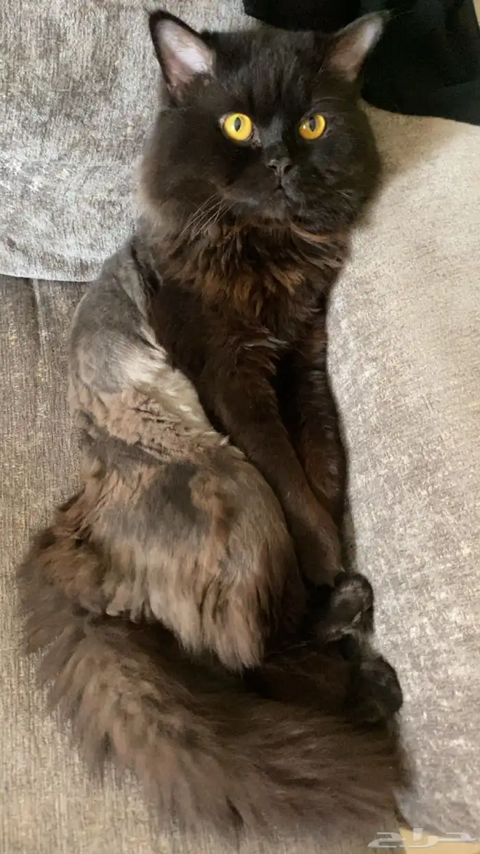 قط شيرازي لتبني 0