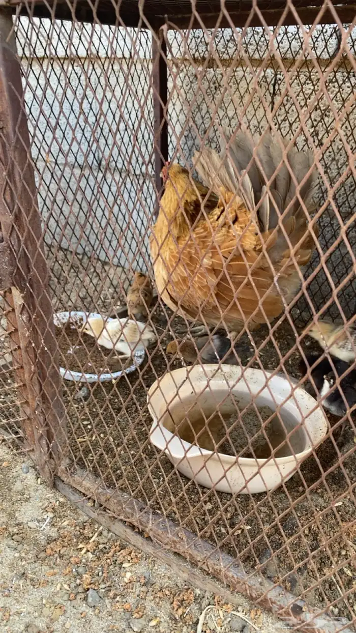 دجاجه مفرخه 4