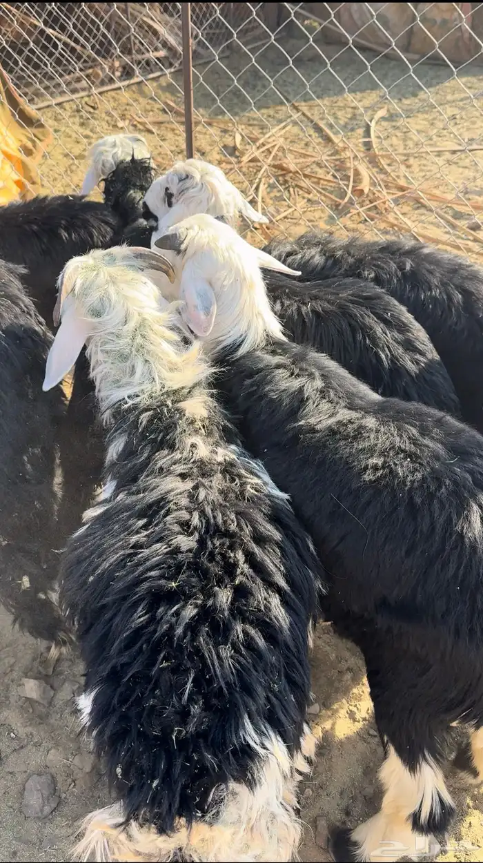 خرفان العدد 8 1