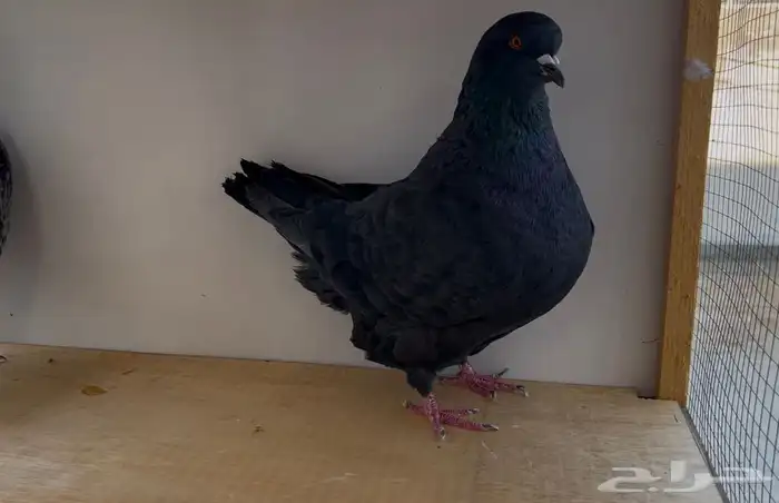 ذكر فرش اسود 0