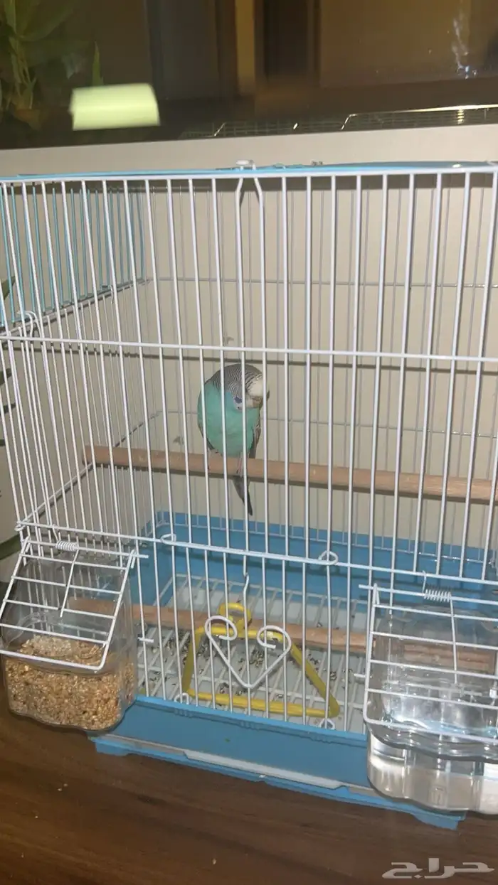 عصفور للبيع 1