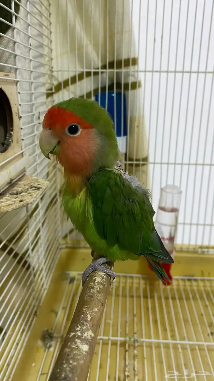 عصفور روز هو وقفصه 1