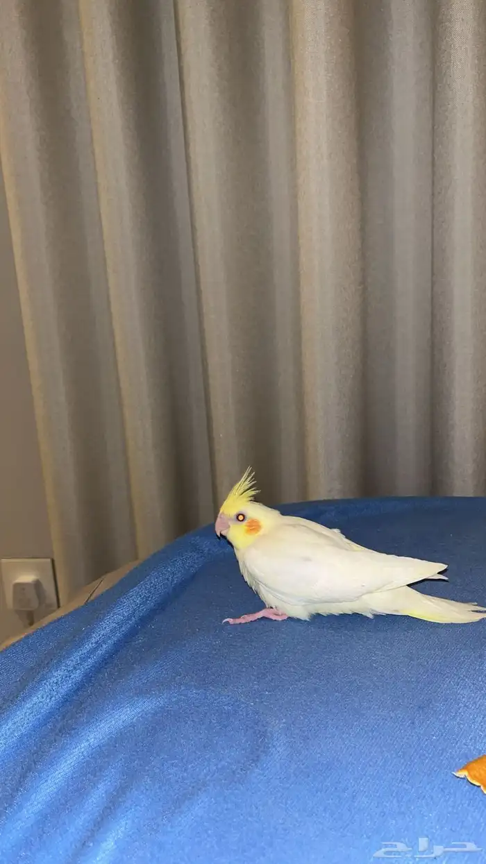 كروان لاتينو اليف 2