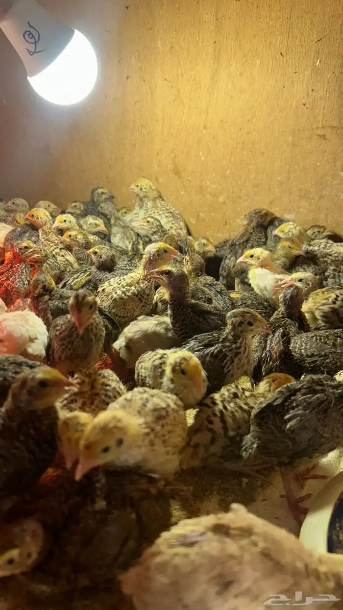 سمان شرط الصحه والنظافه لأكل والتربيه الموقع الأحساء القرين 1