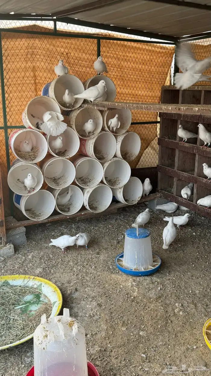 حمام فرنسي ابيض 1