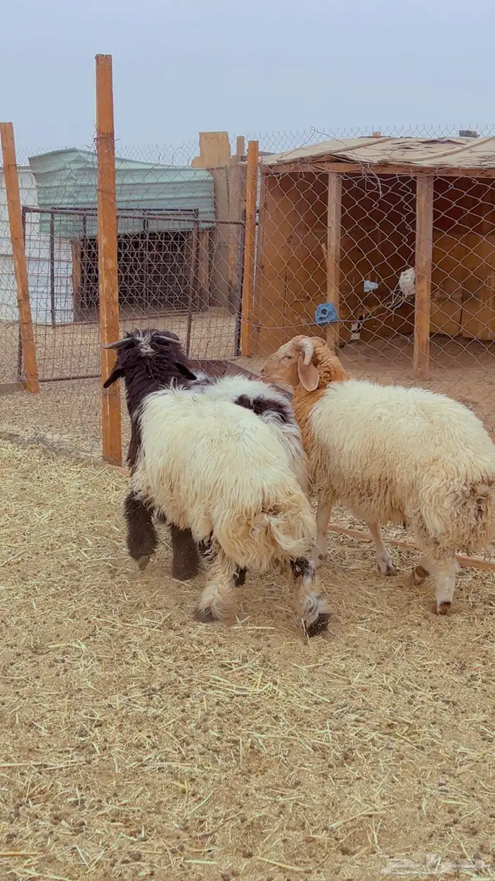 ذبائح نعيم طيبه شامل الذبح التوصيل 4