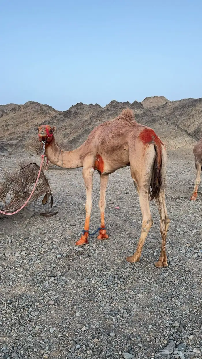 قعود البيع 0