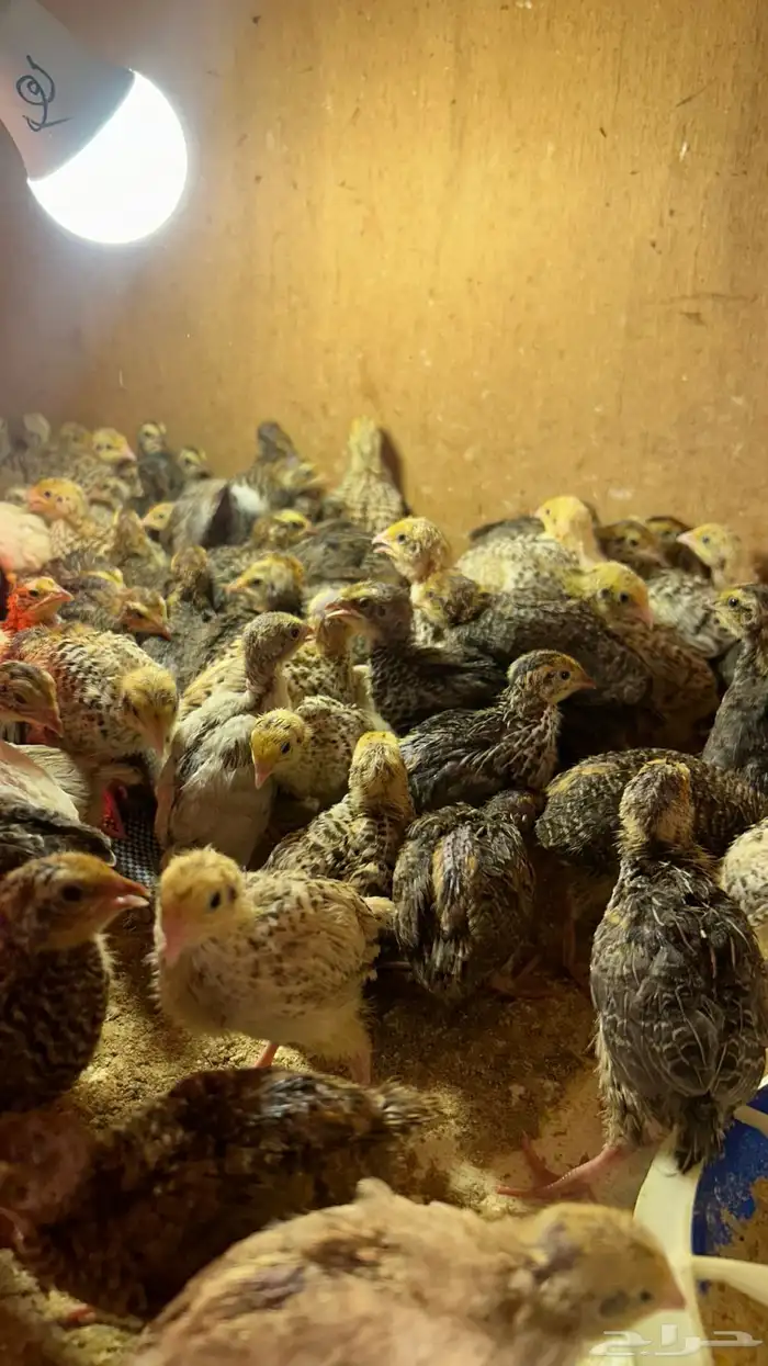 سمان شرط الصحه والنظافه لأكل والتربيه الموقع الأحساء القرين 0