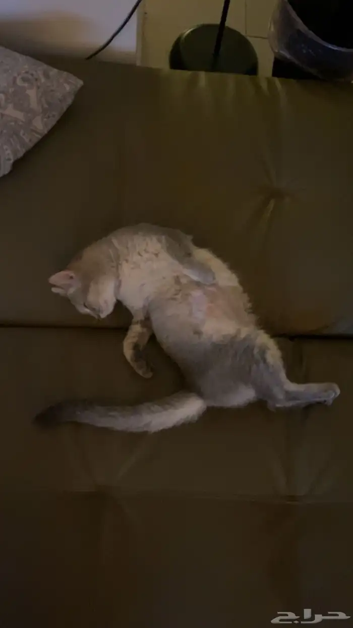 انثى للتبني 6