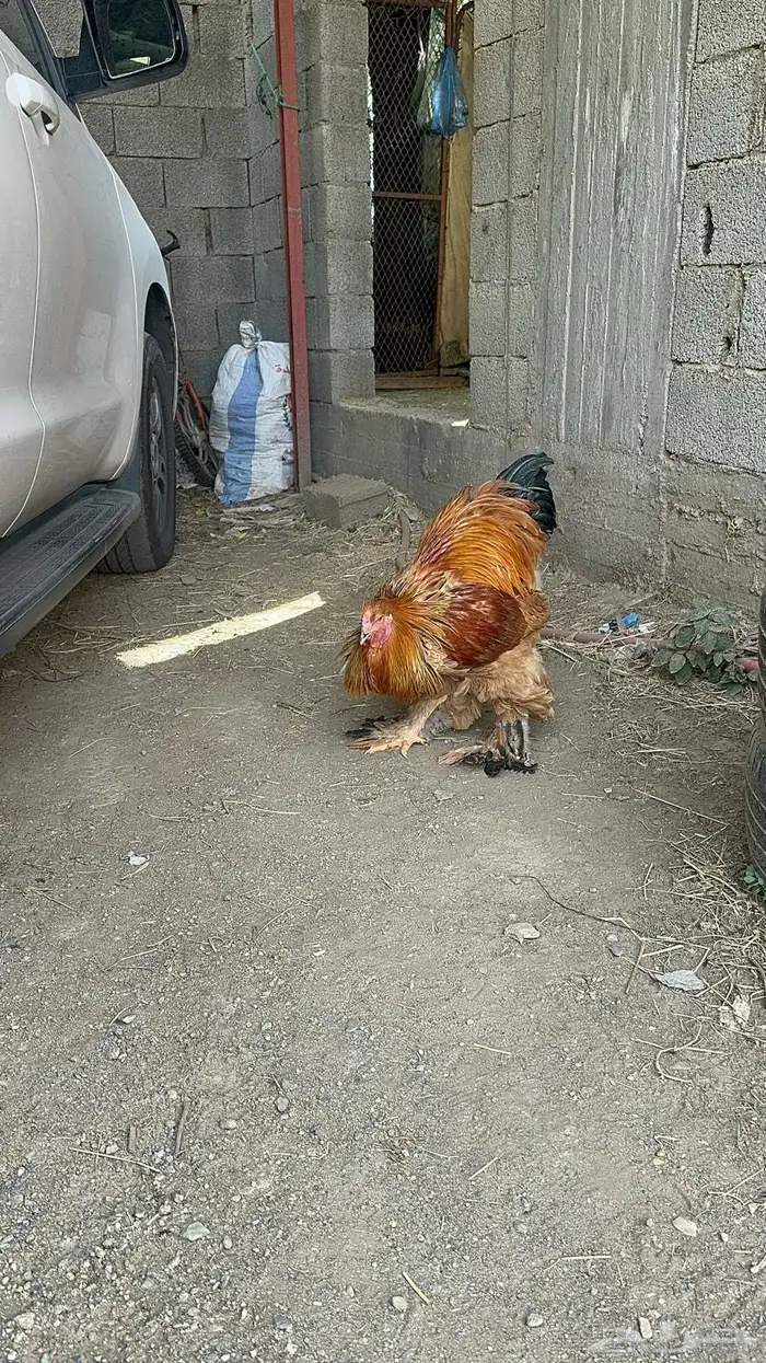 صوص براهما 46