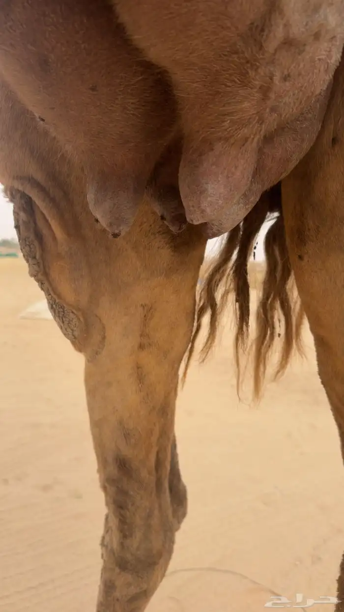 الخلفه الشعلا الكفو 4