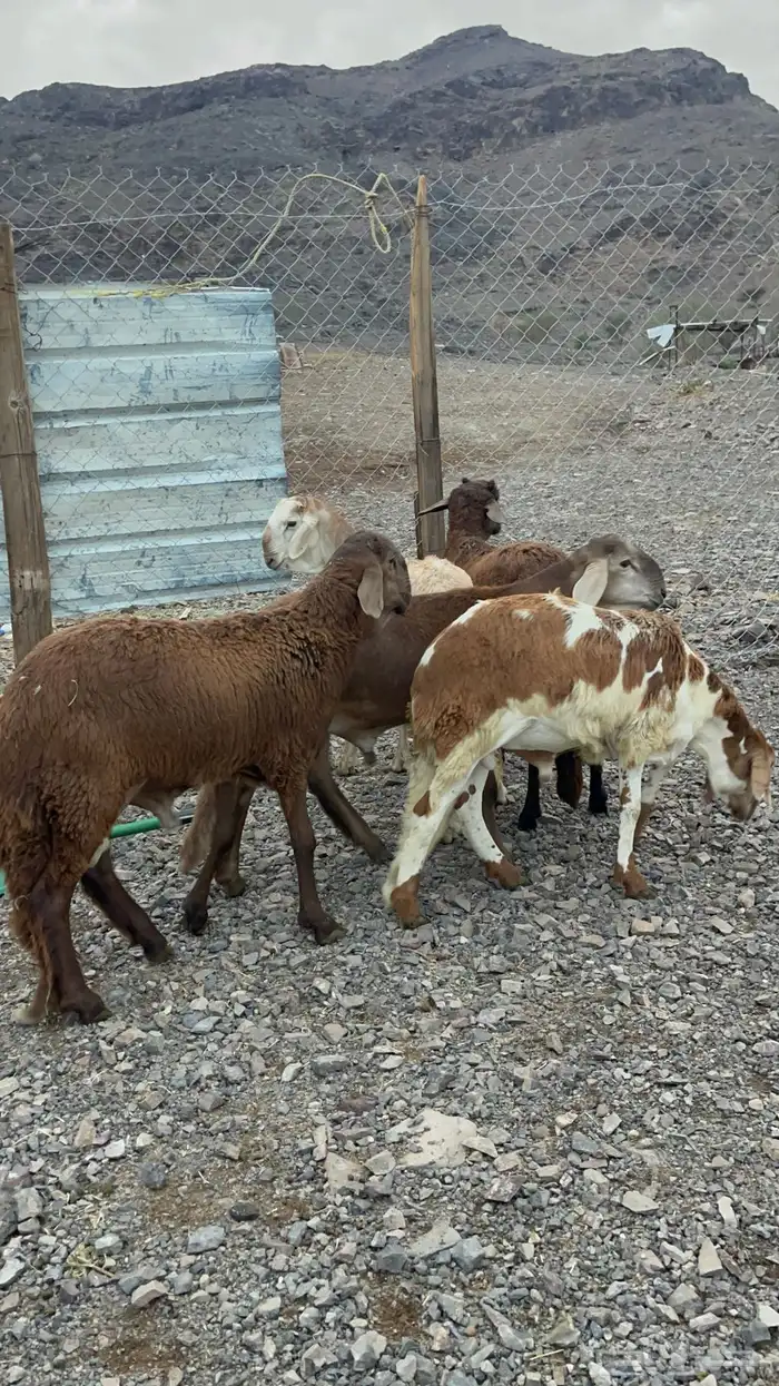 تحدي وحري و سواكن للبيع 1