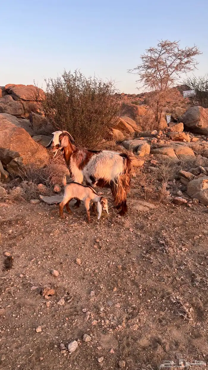 عنزين خلفات 6