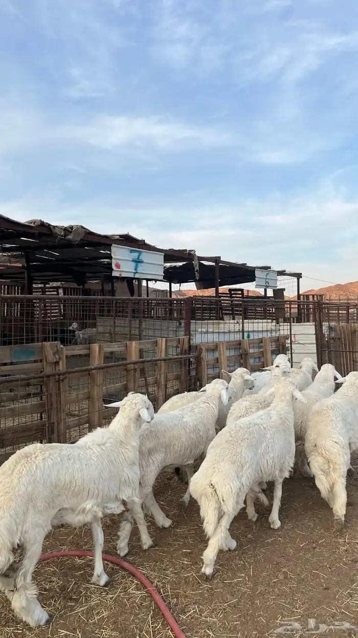 طليان حري 10