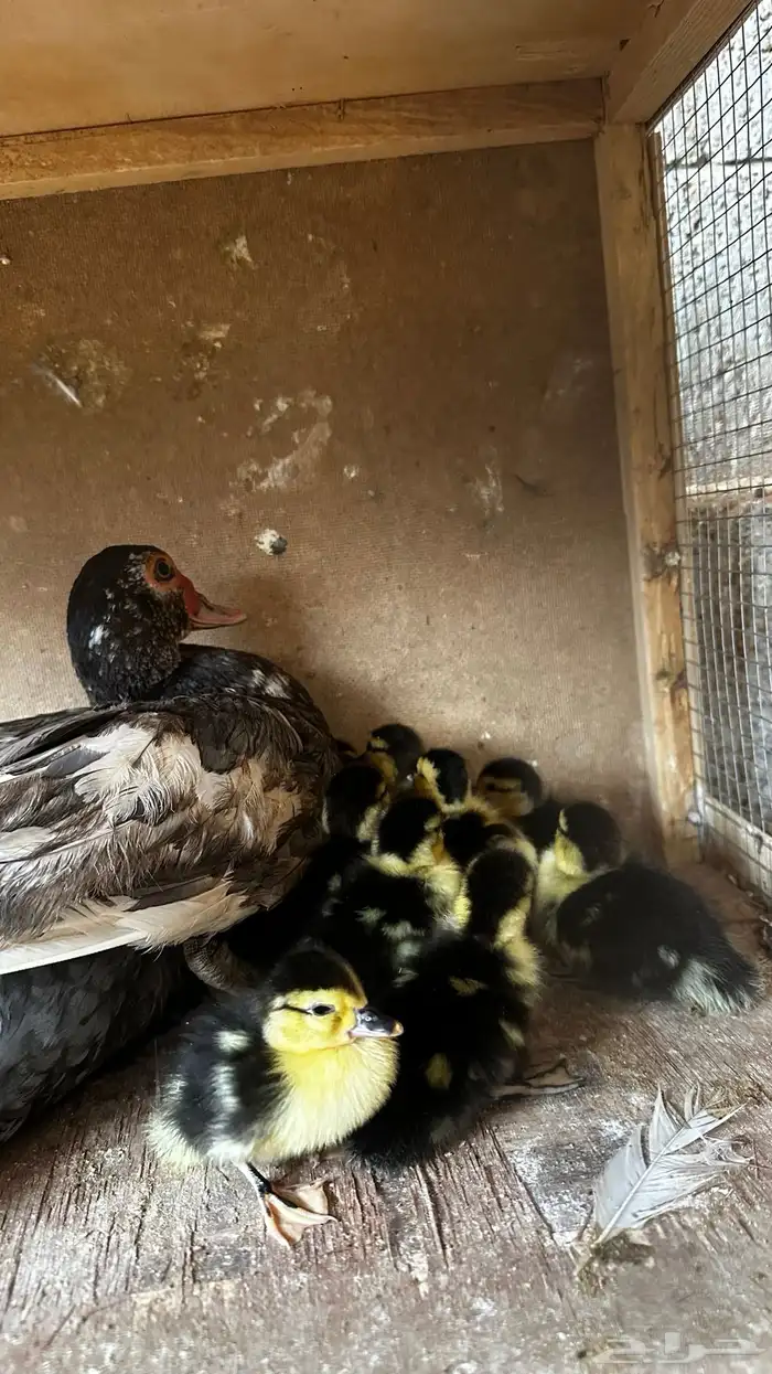 بطه مكسوفي معه عياله 0