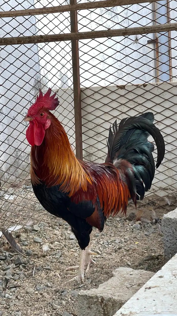 ديك فري سيافي التفاصيل في اعلاني الرئيسي يوجد ديوك غيره 2