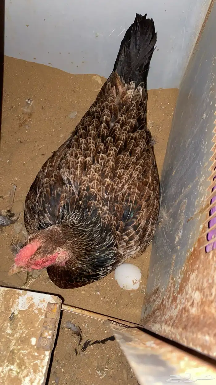 دجاجه باكستانيه 3