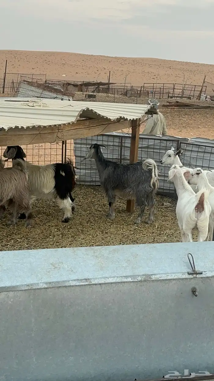 جفرات مقاني ولا ذبح طيبات 13