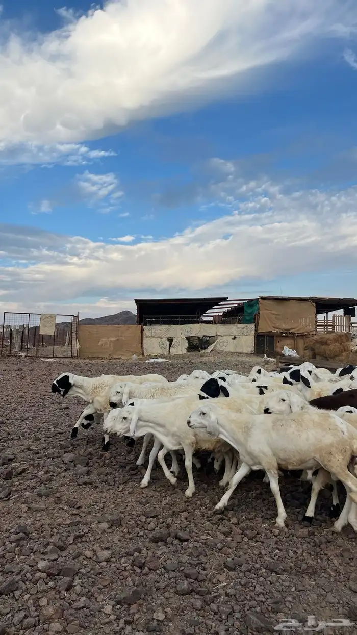 طليان سواكن شبيه الحري دمازين مرابى 19