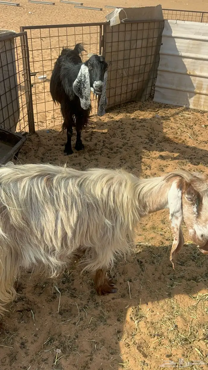 معزا مواليد للبيع 7