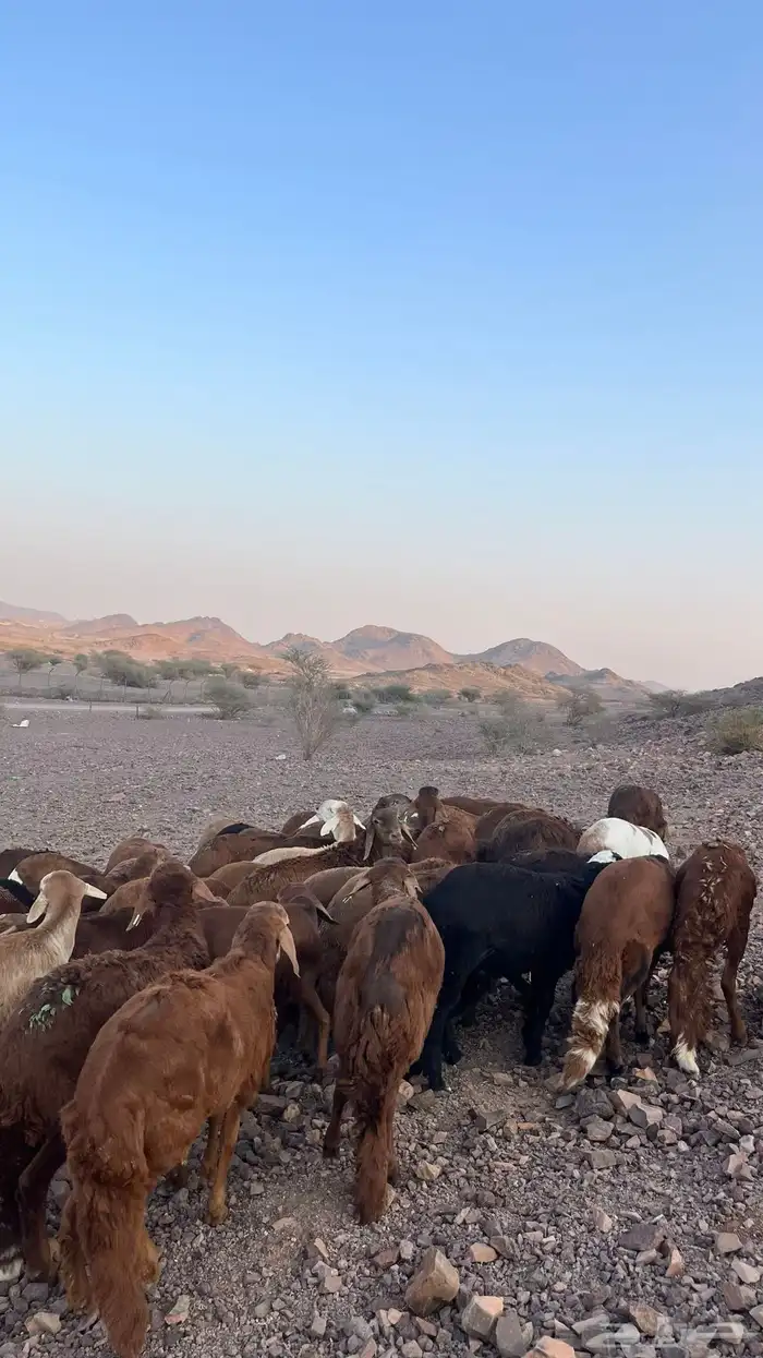 طليان سواكن حمري جادعان 24