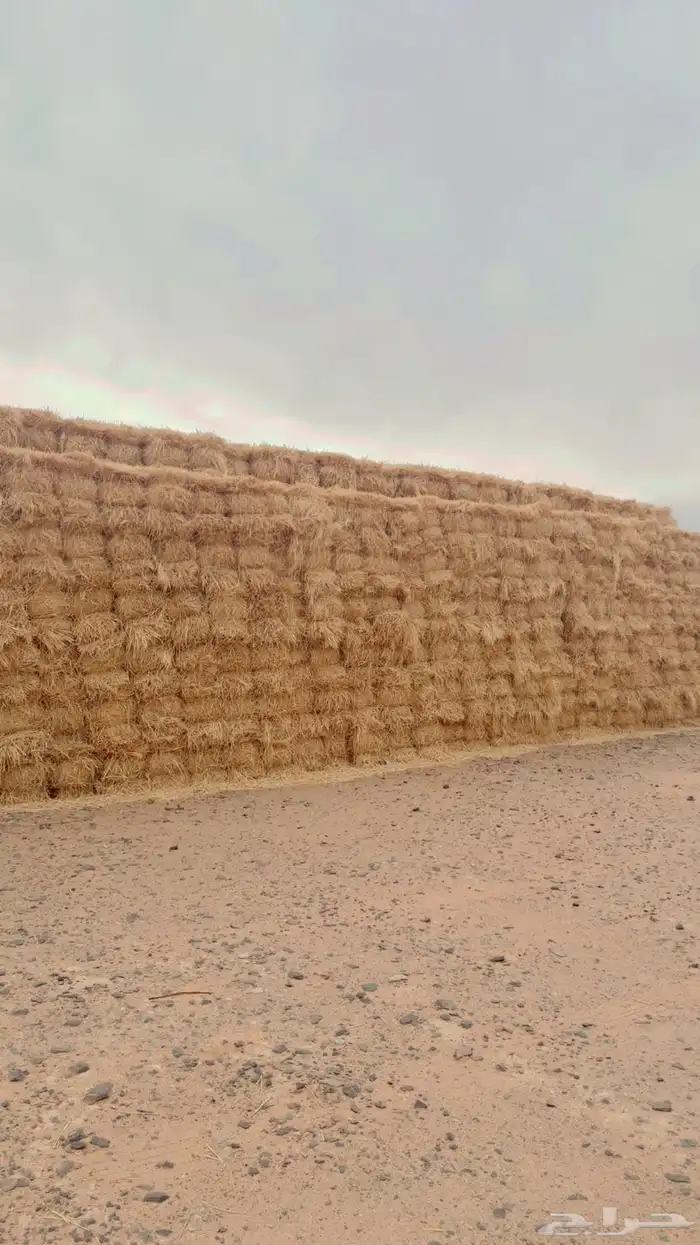 رودس ناعم درجه أولى تلبين الحبه من 90 إلى متر تلبين جوندير 3