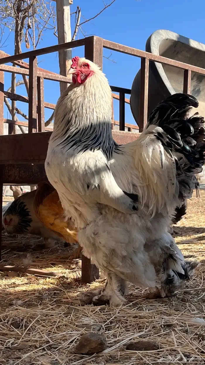 دجاج براهما كلومبي 1