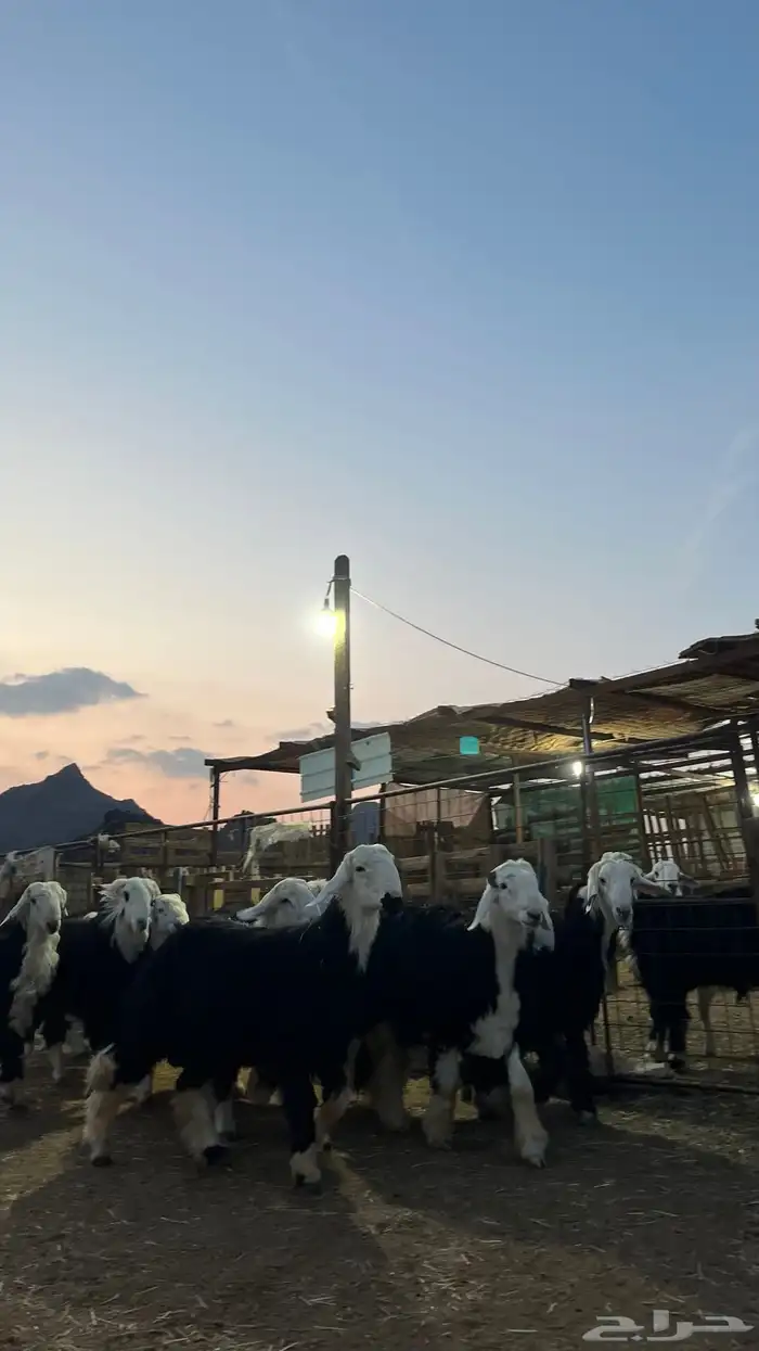 طليان نجد جبره فاخر من الاخر 2