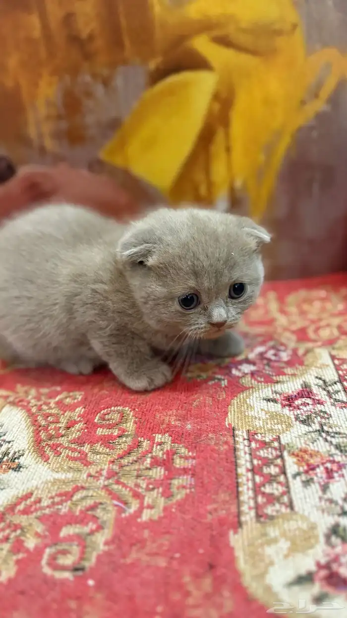 كيتن سكوتش فولد ( للبيع ) 1